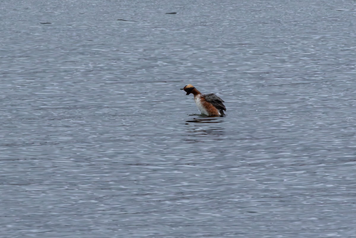 טבלן לבן-לחיים - ML646896521
