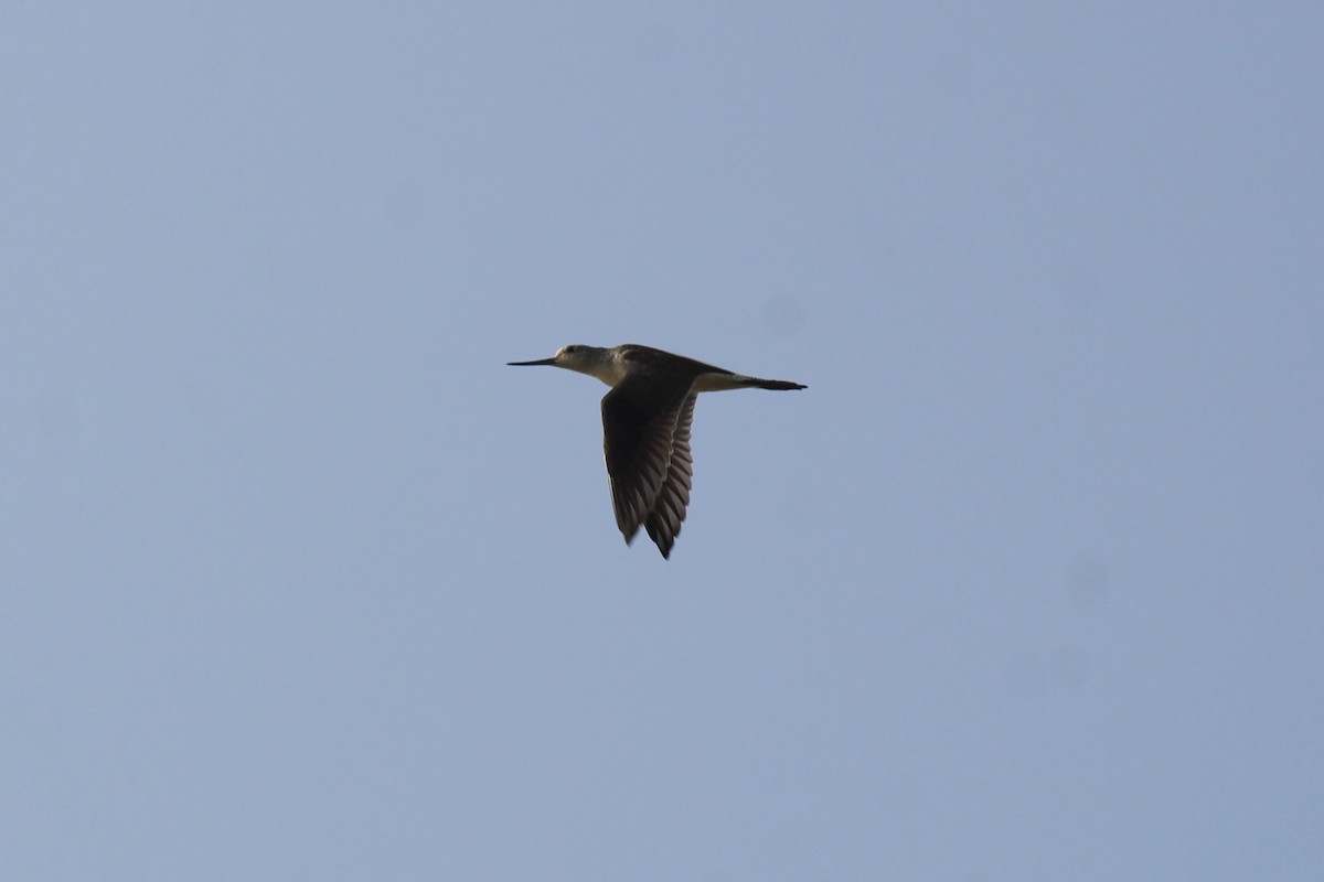 ביצנית ירוקת-רגל - ML646896522