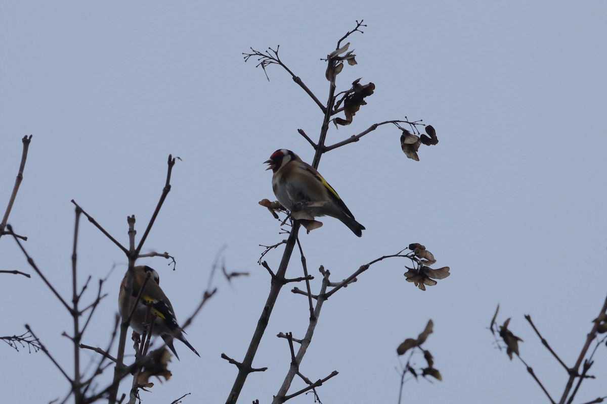 חוחית - ML646896523