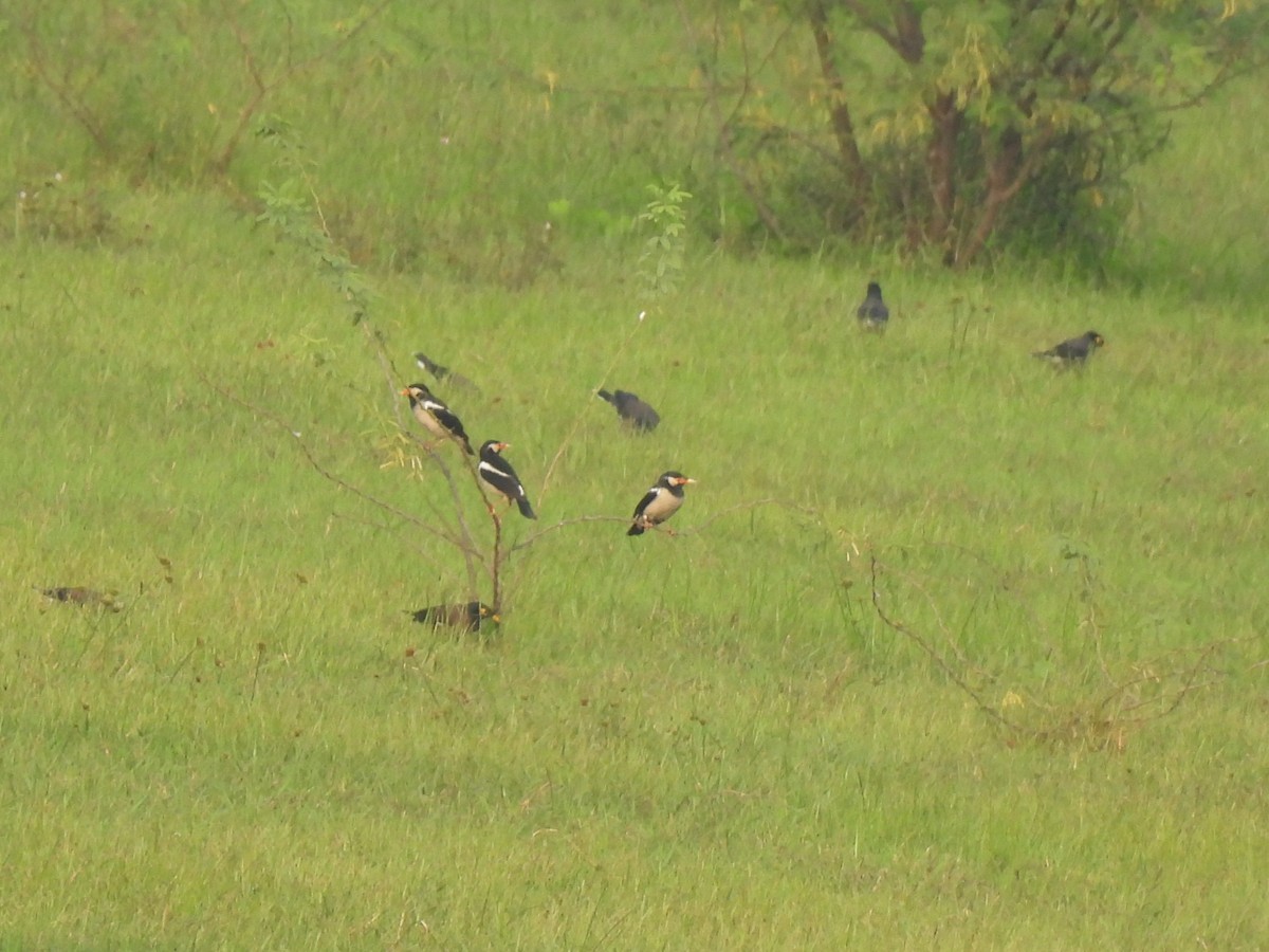 Indian Pied Starling - ML646896525