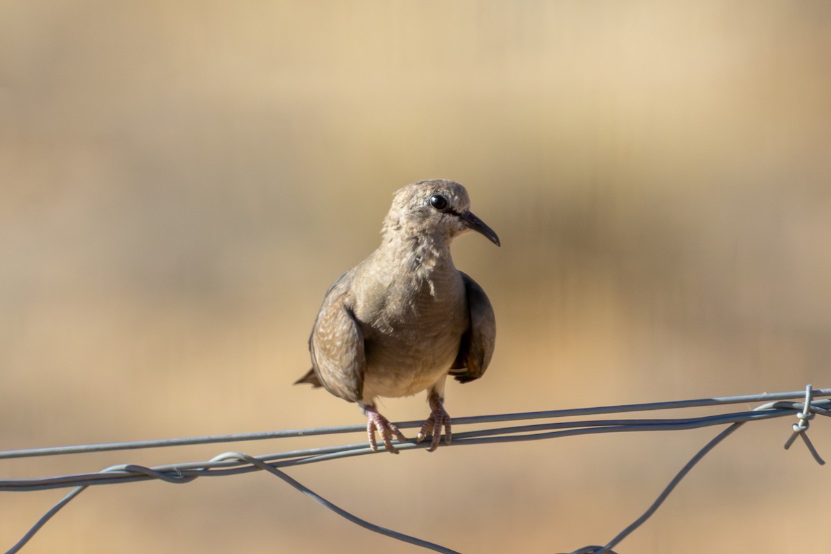 hrdlička kapská - ML646896534