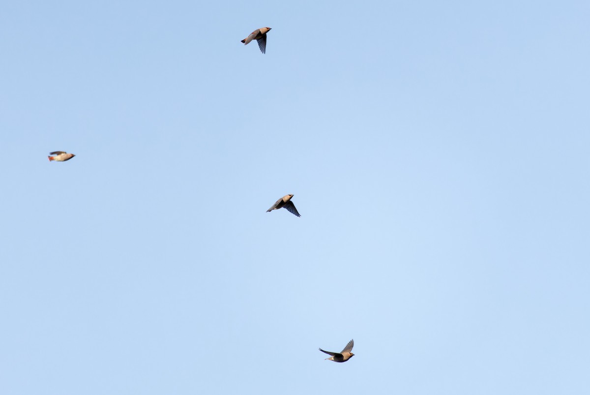 Japanese Waxwing - ML646896536