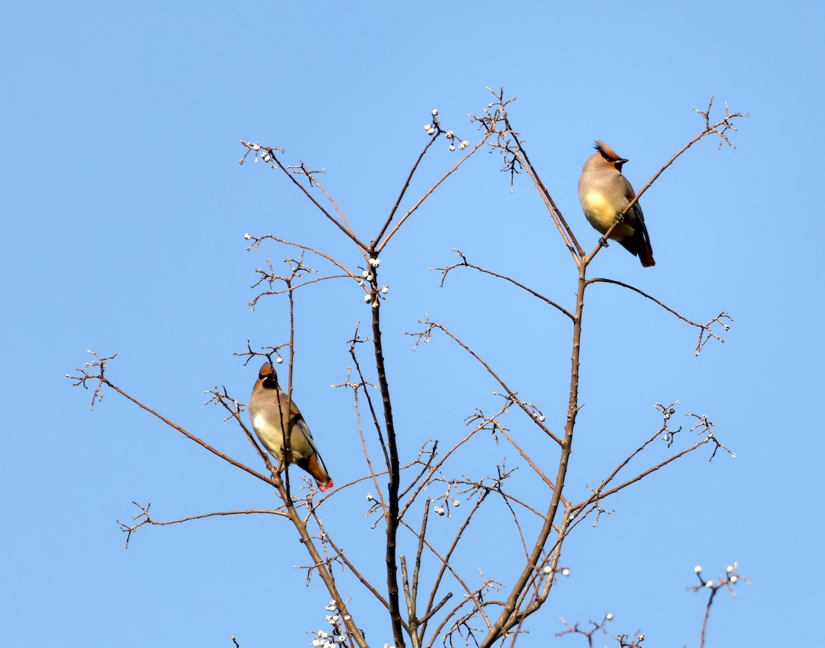 Japanese Waxwing - ML646896537