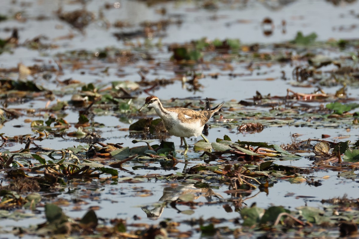 Pheasant-tailed Jacana - ML646896539