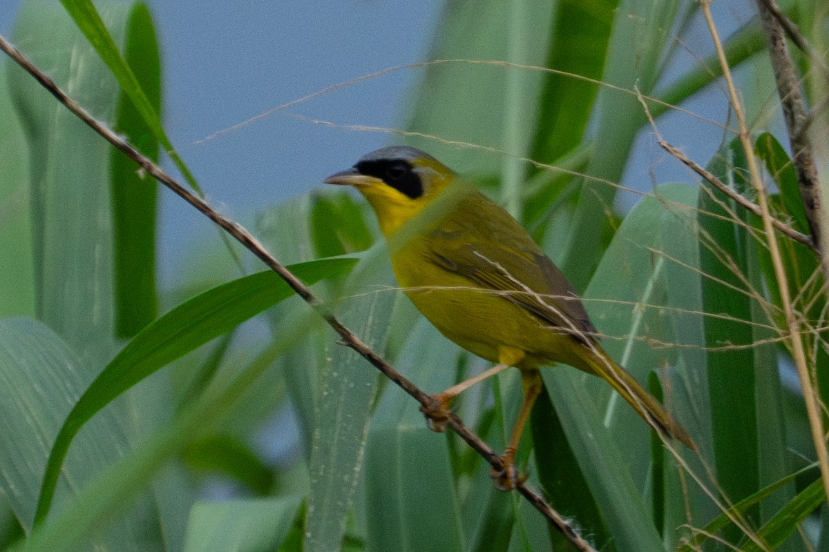 Masked Yellowthroat - ML646896543