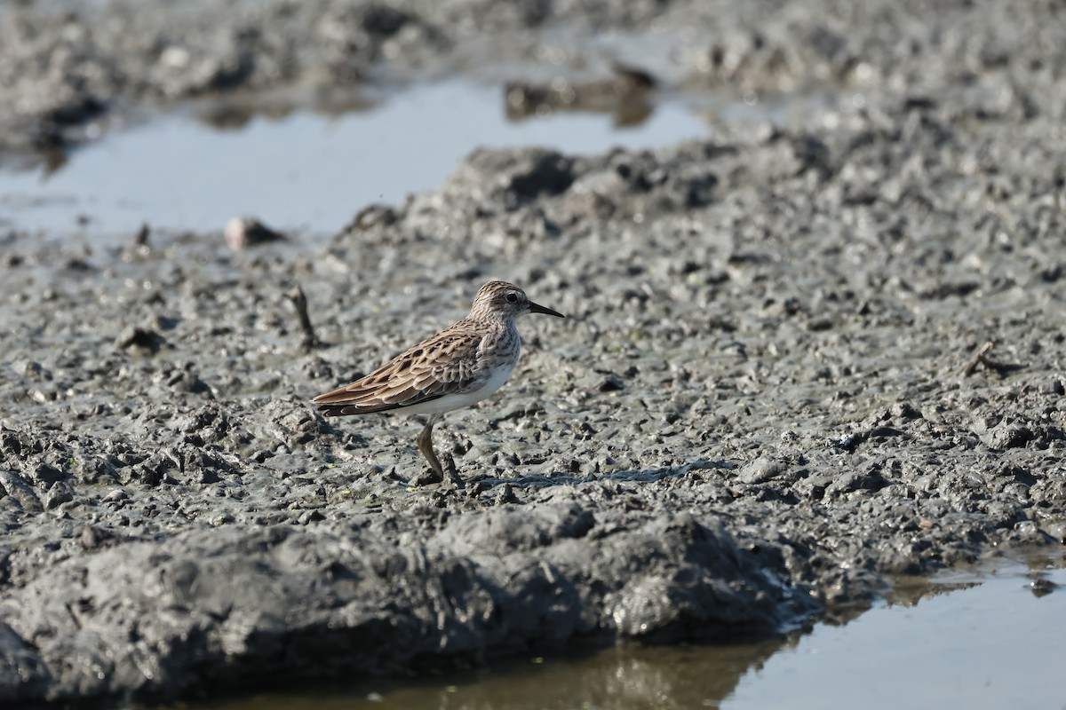 Long-toed Stint - ML646896550