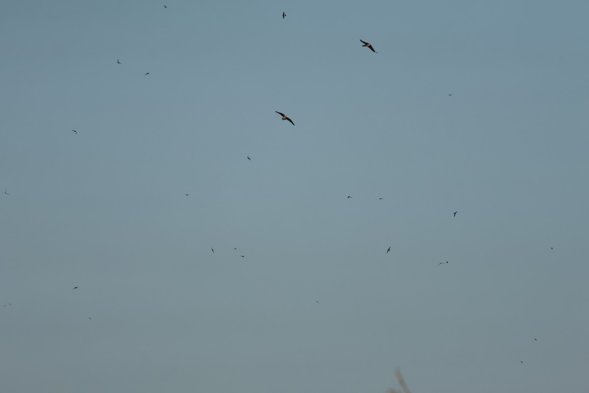 House Swift - ML646896551