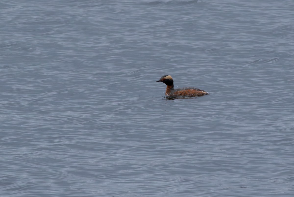 Svasso cornuto - ML646896555