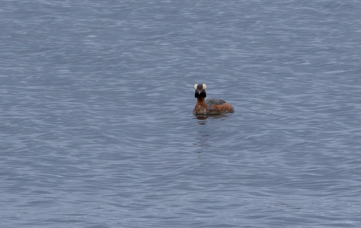 Svasso cornuto - ML646896556