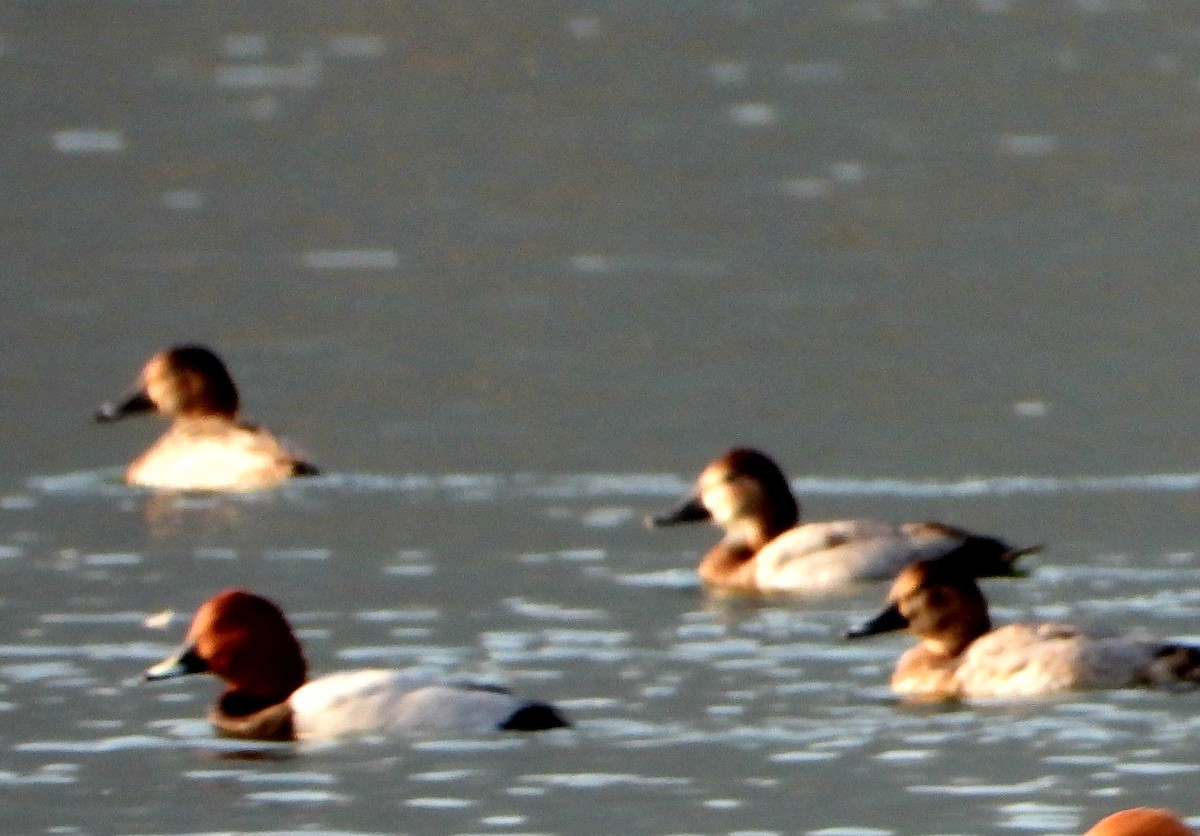 Common Pochard - ML646896557