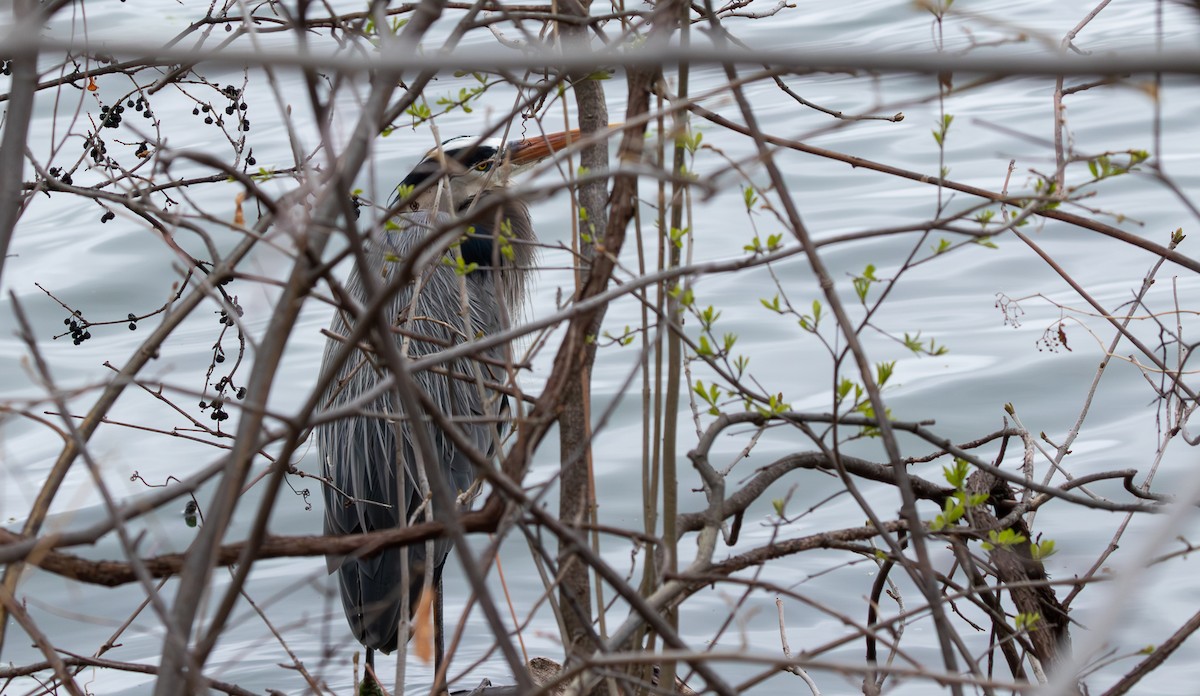 Great Blue Heron - ML646896561