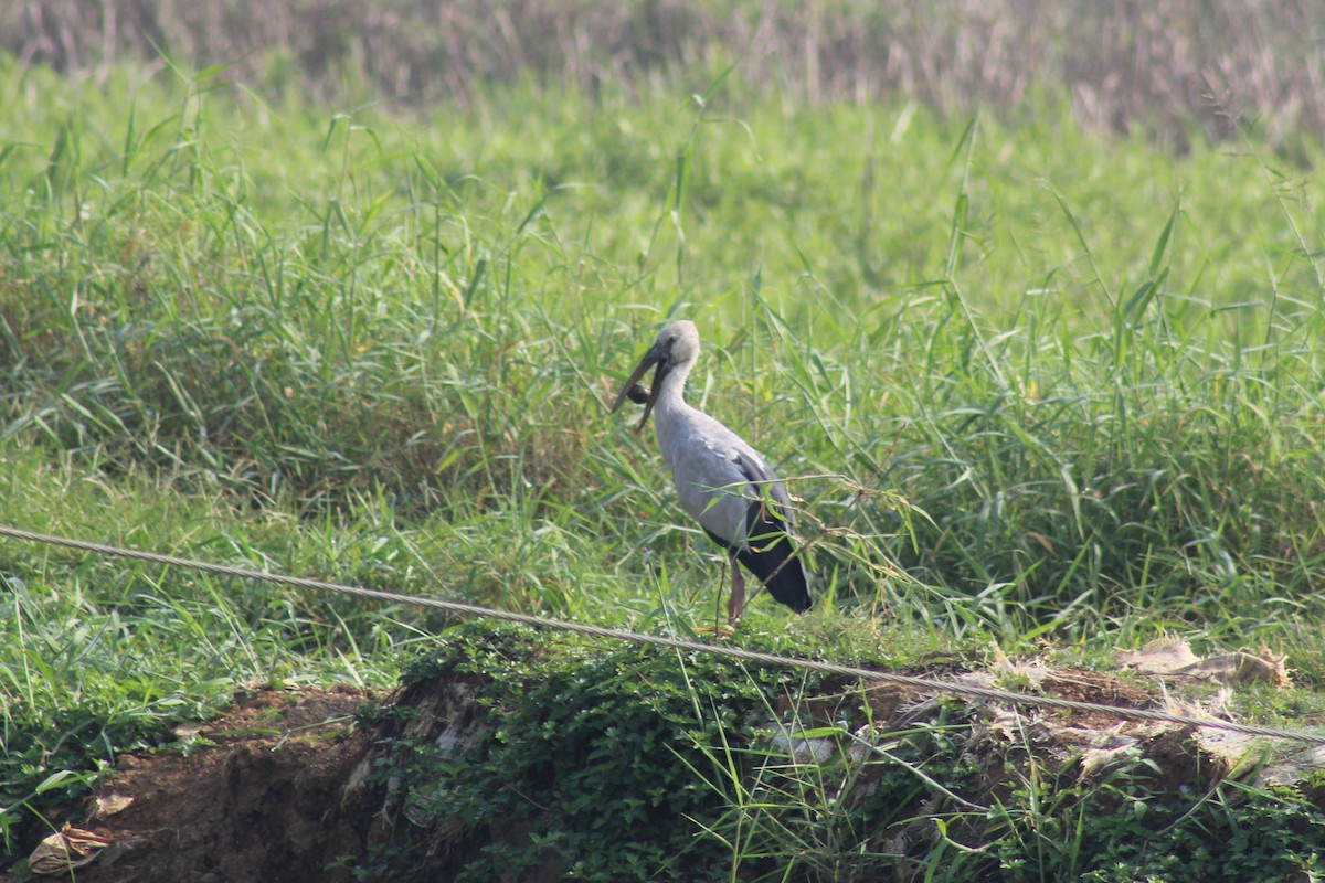 スキハシコウ - ML646896566