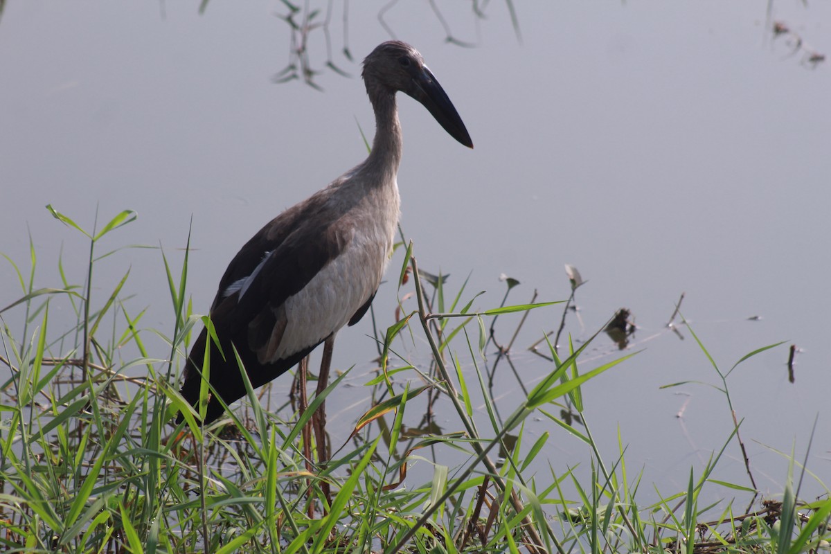 スキハシコウ - ML646896567