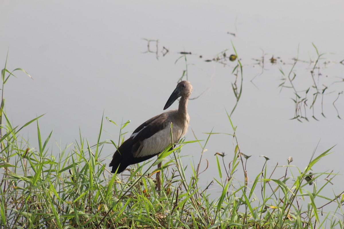 スキハシコウ - ML646896568