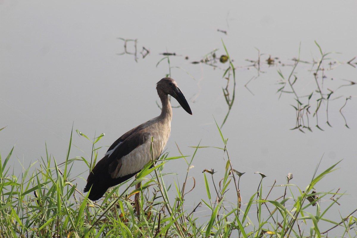 スキハシコウ - ML646896569