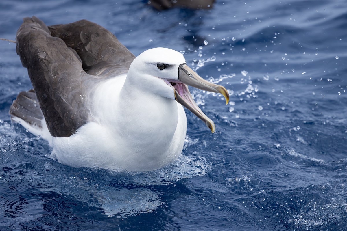 Albatros Cauto - ML646896573