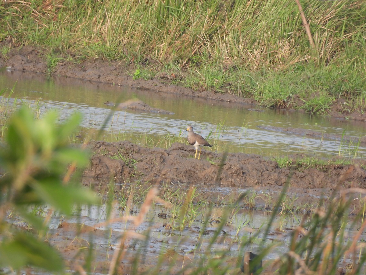 Gray-headed Lapwing - ML646896574