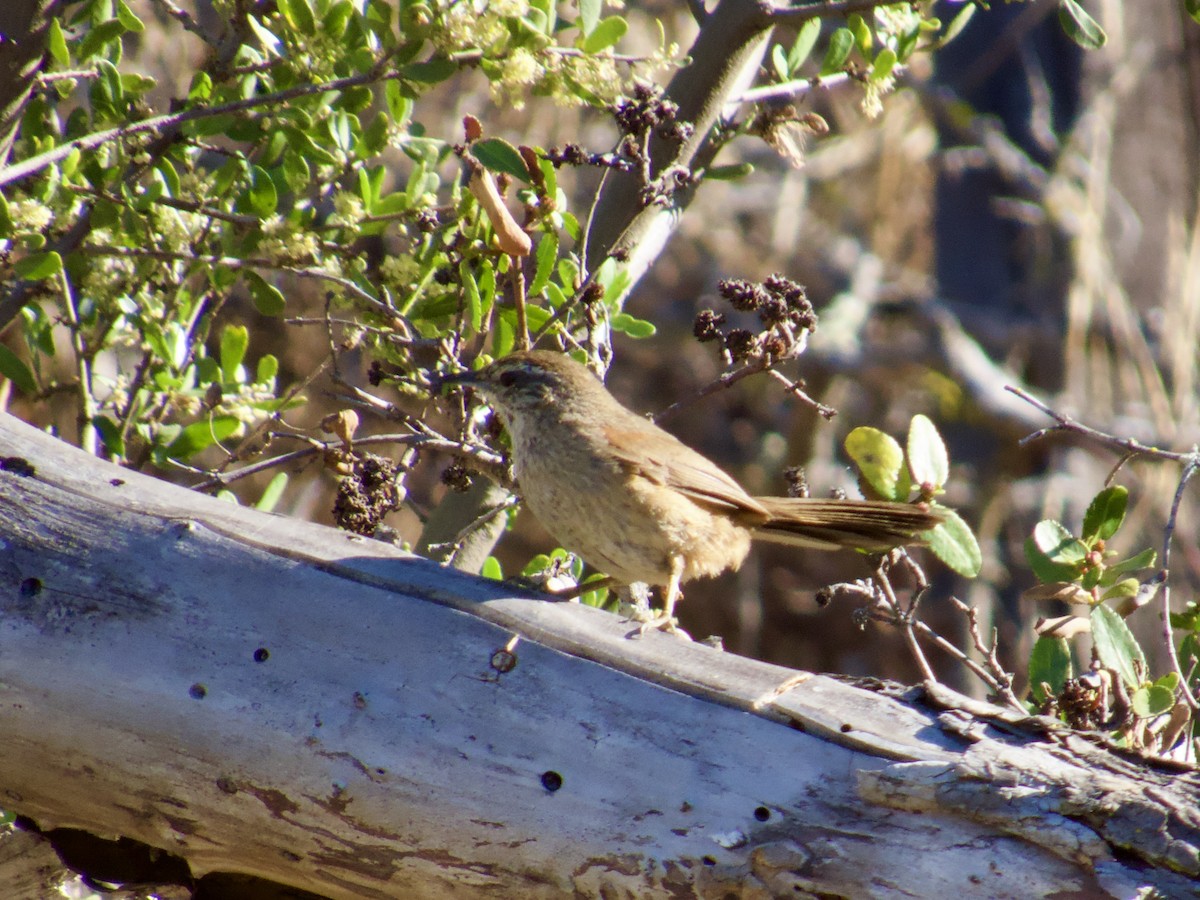 Dusky-tailed Canastero - ML646896575