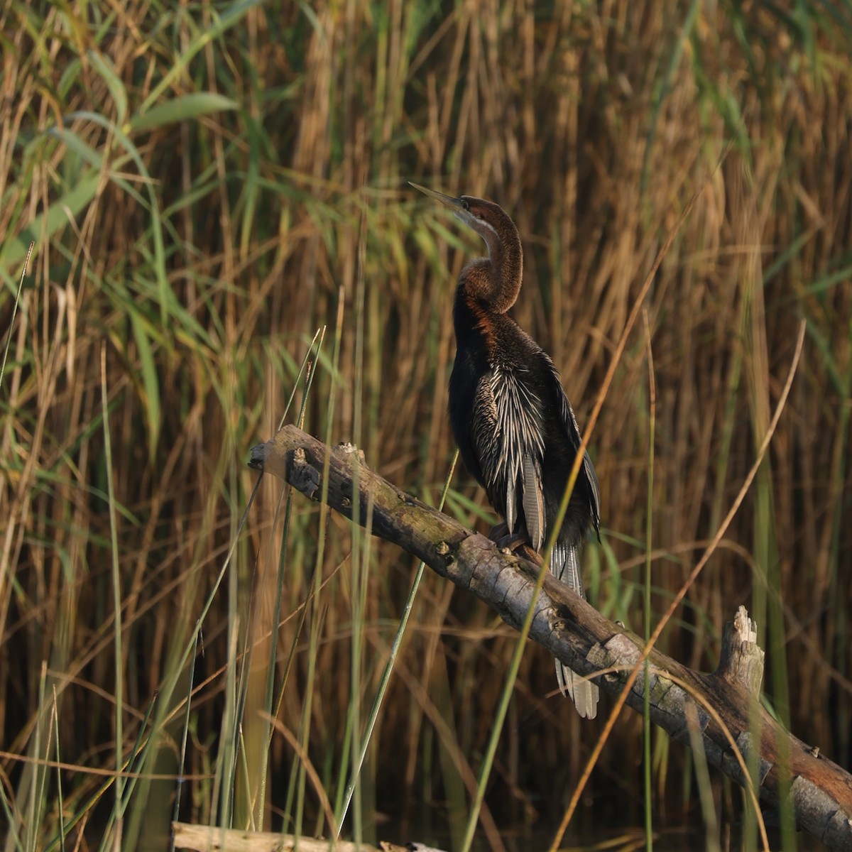 African Darter - ML646896582