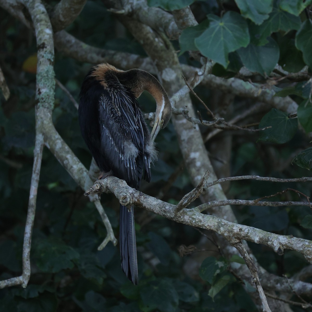 African Darter - ML646896583