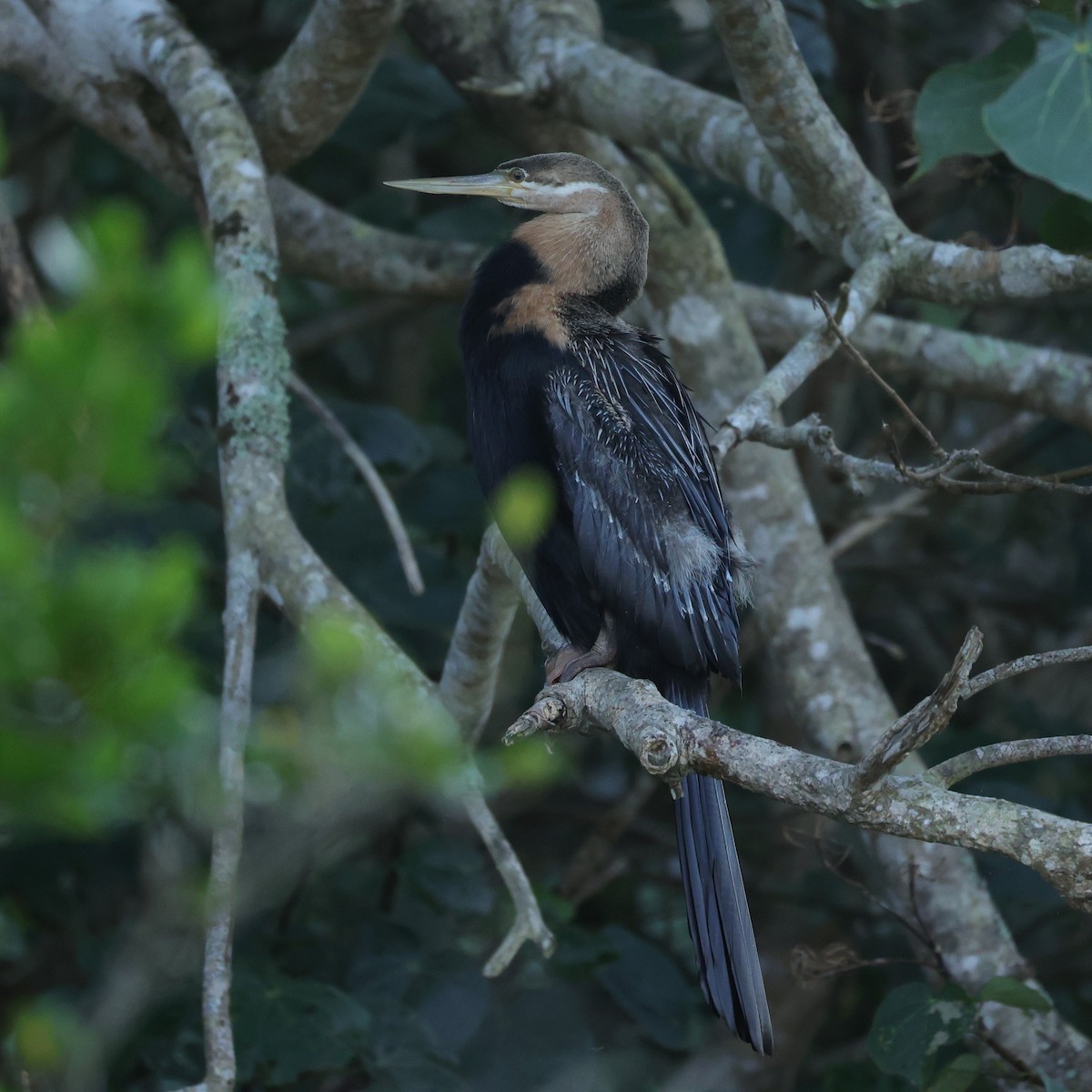 African Darter - ML646896584