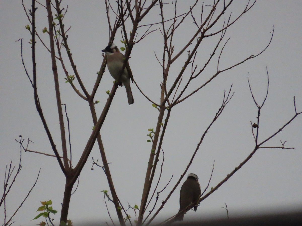 Нангиад бөлбөл - ML646896592