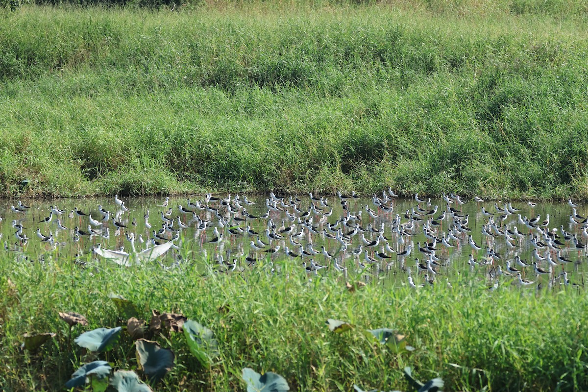 Black-winged Stilt - ML646896598