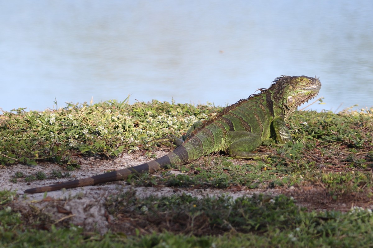 Green Iguana - ML646896599