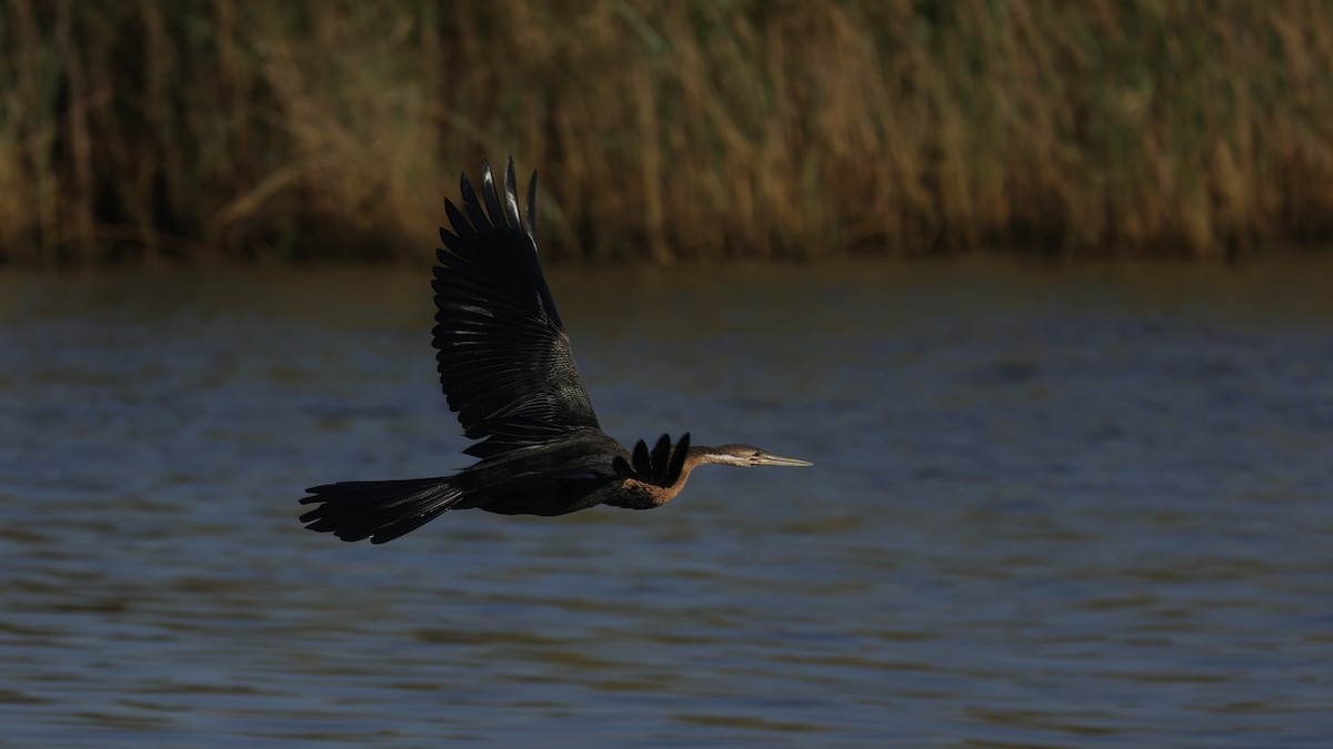 Afrika-Schlangenhalsvogel - ML646896606