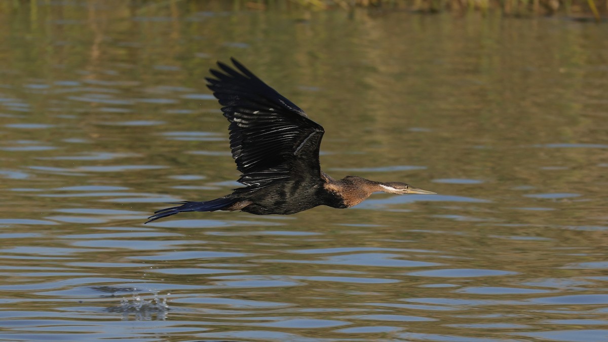 Afrika-Schlangenhalsvogel - ML646896607