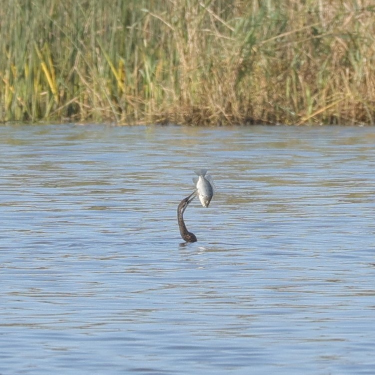 Afrika-Schlangenhalsvogel - ML646896610
