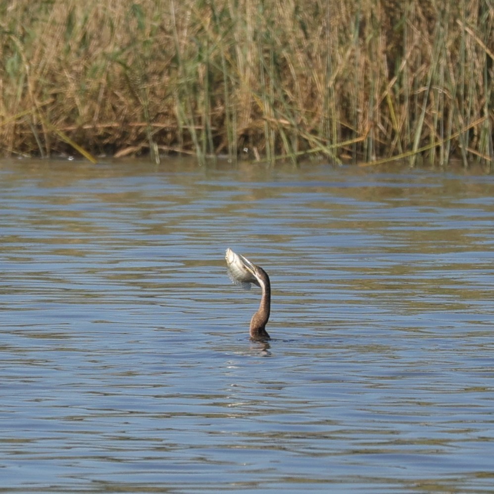 Afrika-Schlangenhalsvogel - ML646896611