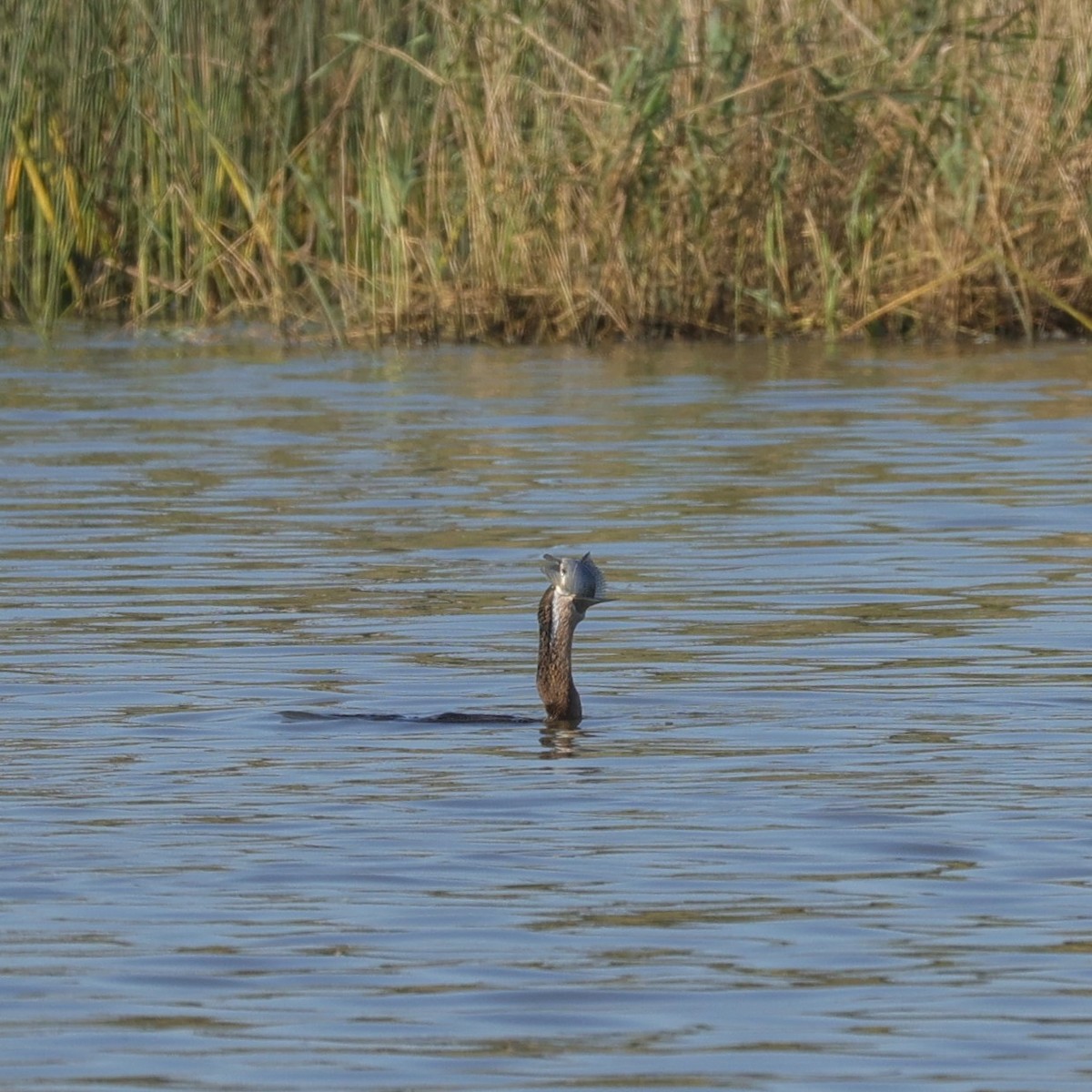 Afrika-Schlangenhalsvogel - ML646896613