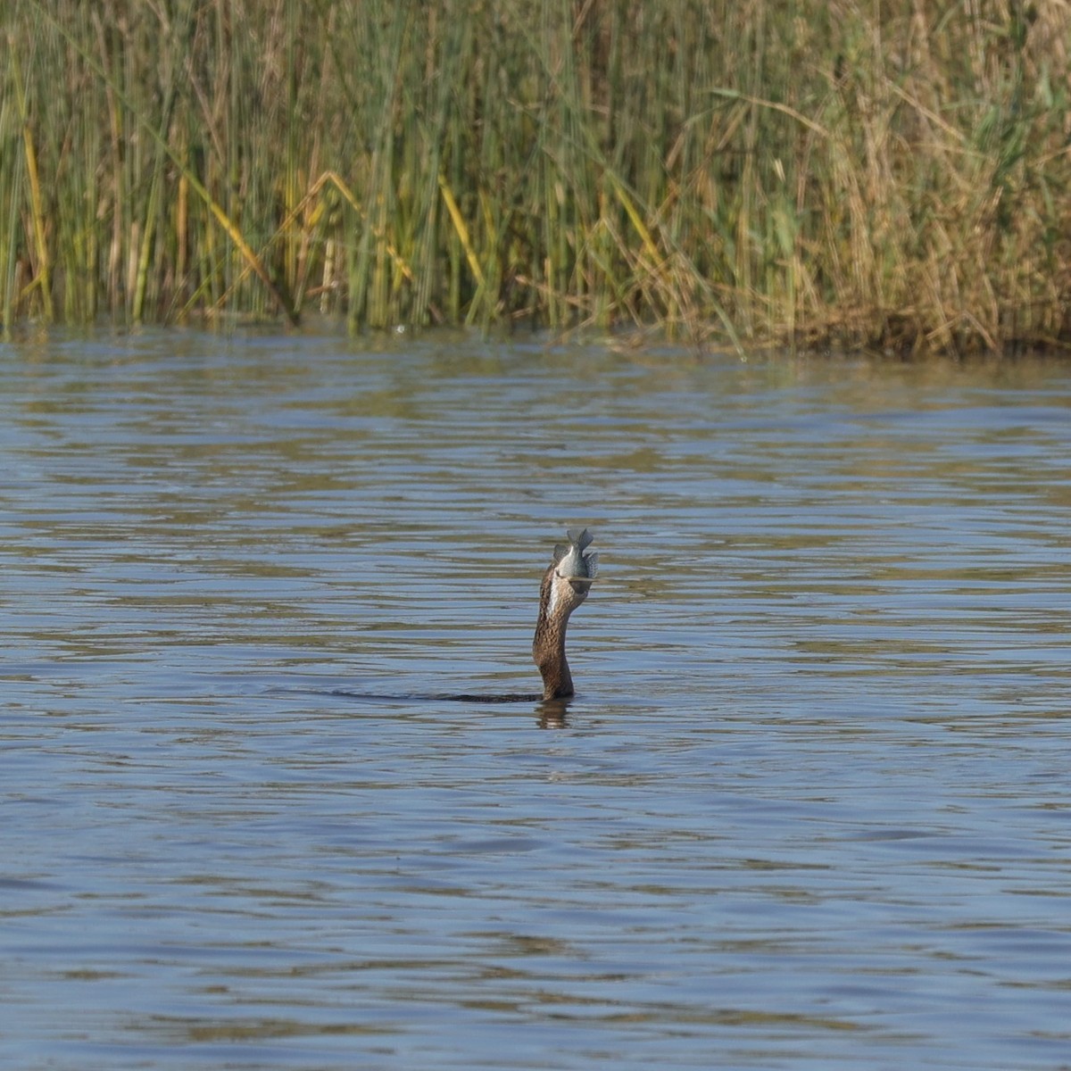 Afrika-Schlangenhalsvogel - ML646896618