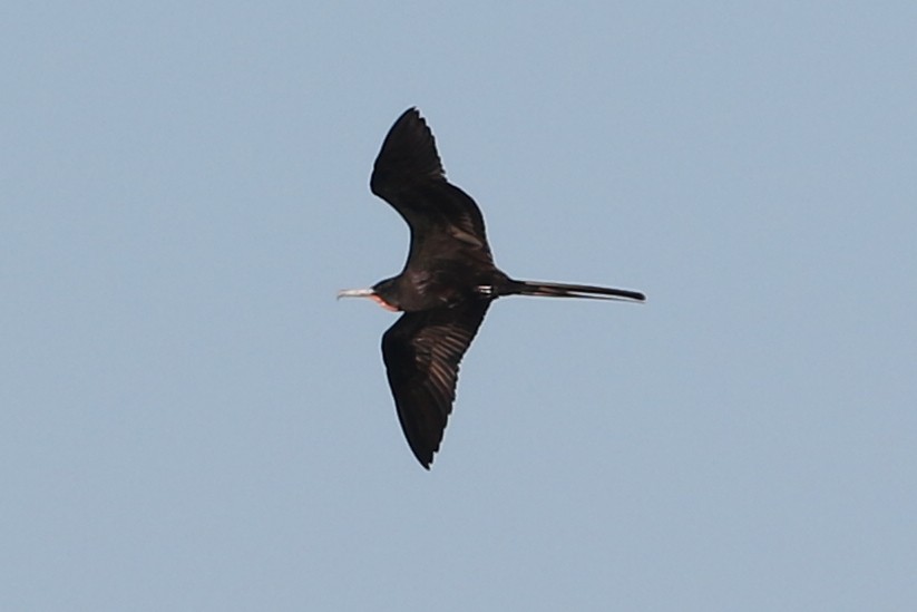 Magnificent Frigatebird - ML646896631