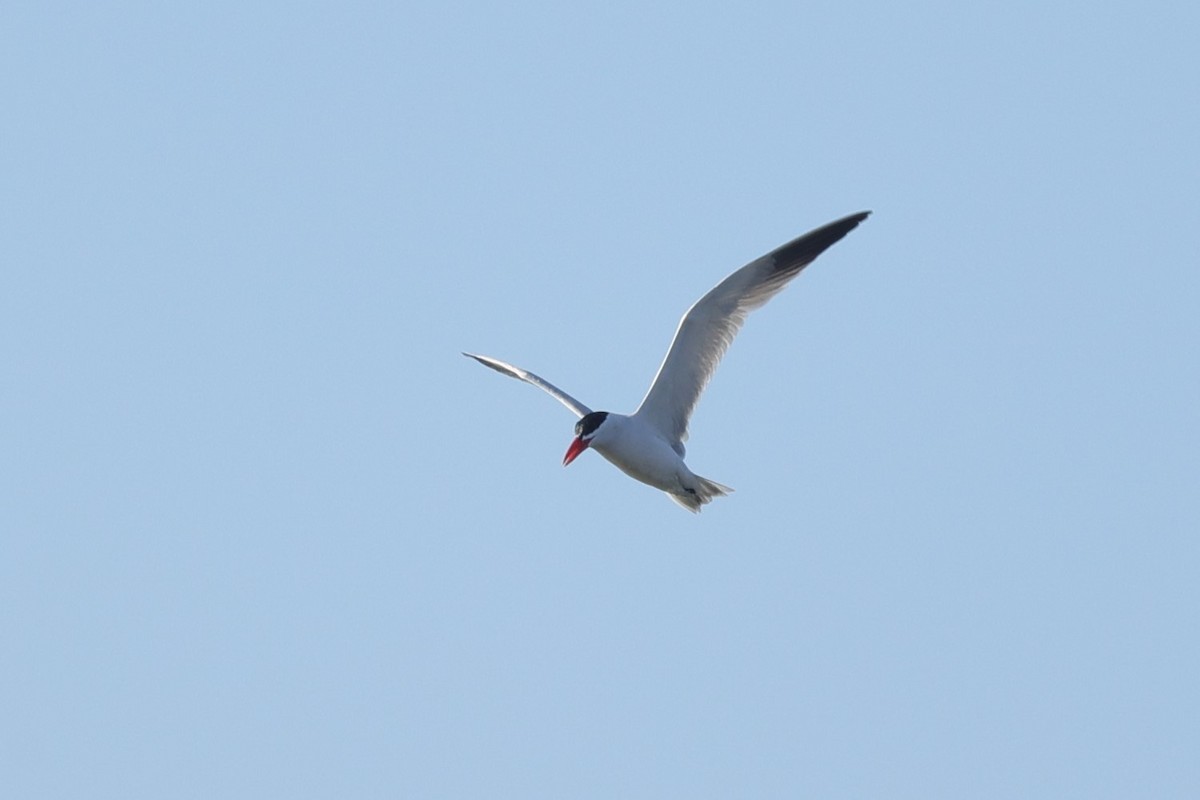 Raubseeschwalbe - ML646896632