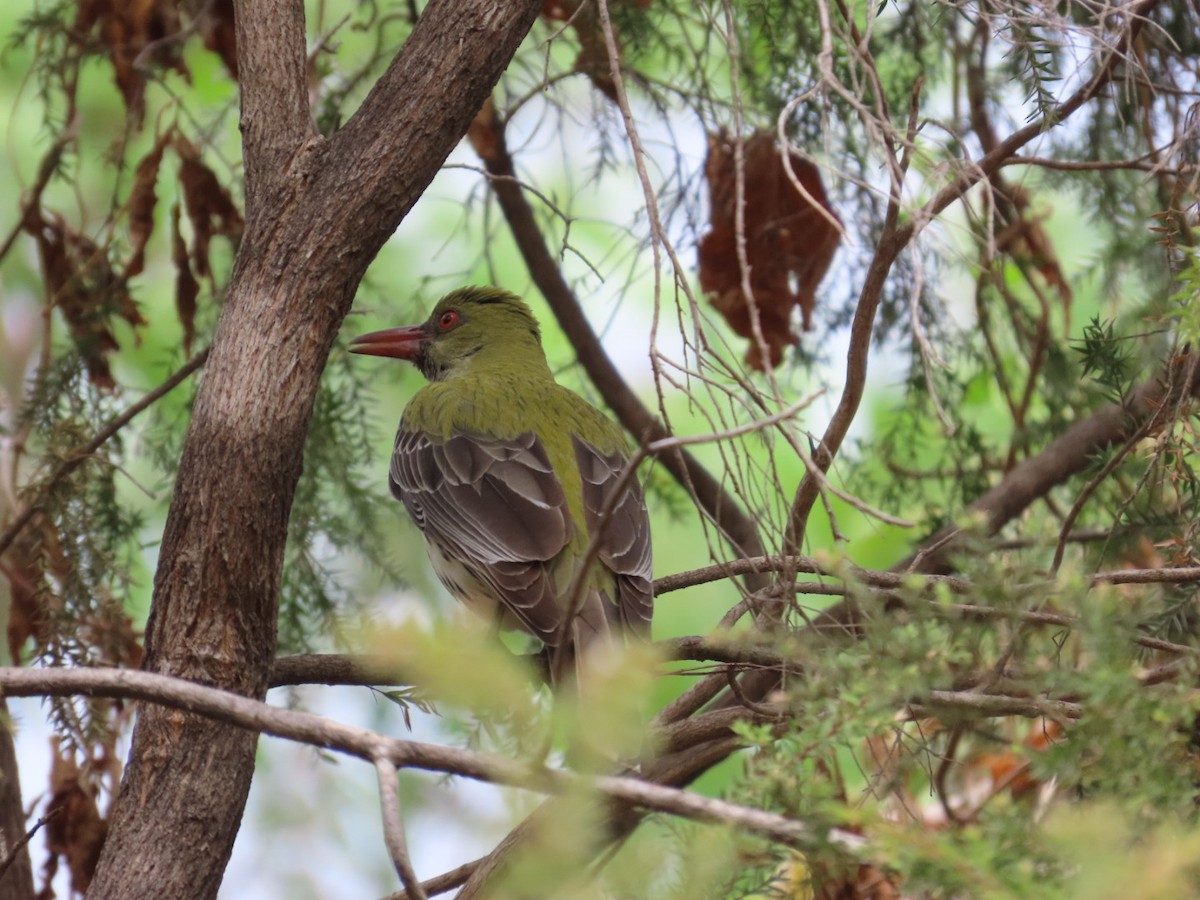 Olive-backed Oriole - ML646896633