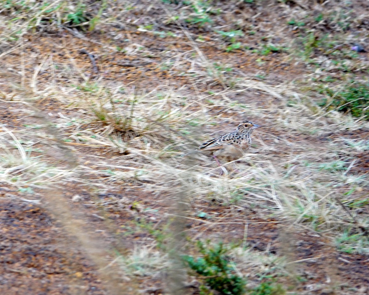 Sentinel Lark - ML646896639