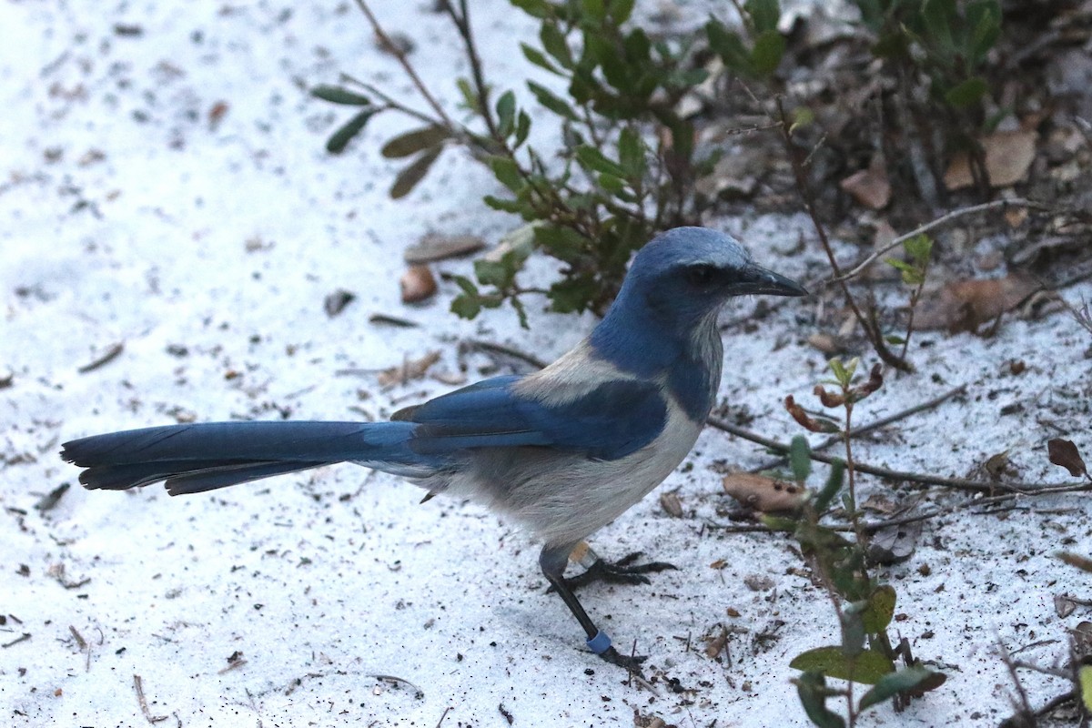 Florida Scrub-Jay - ML646896641