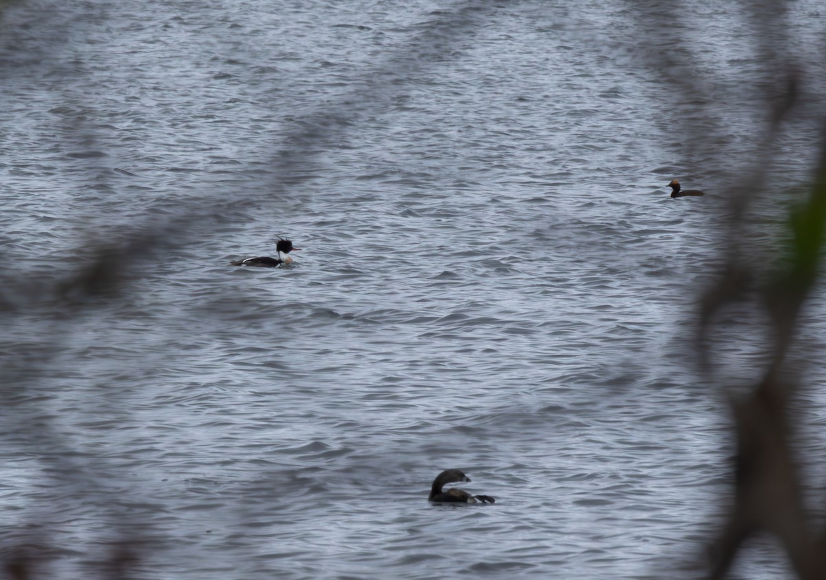 Smergo minore - ML646896642