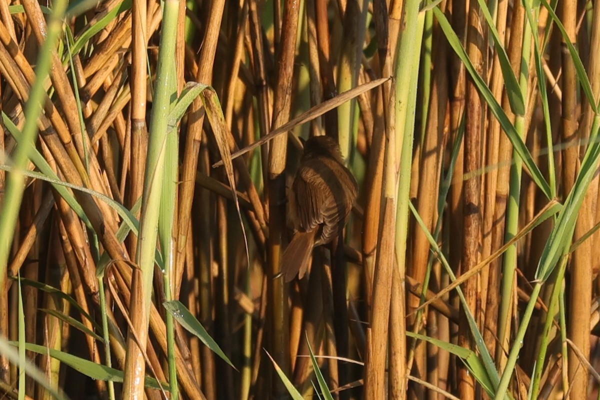 Teichrohrsänger - ML646896643