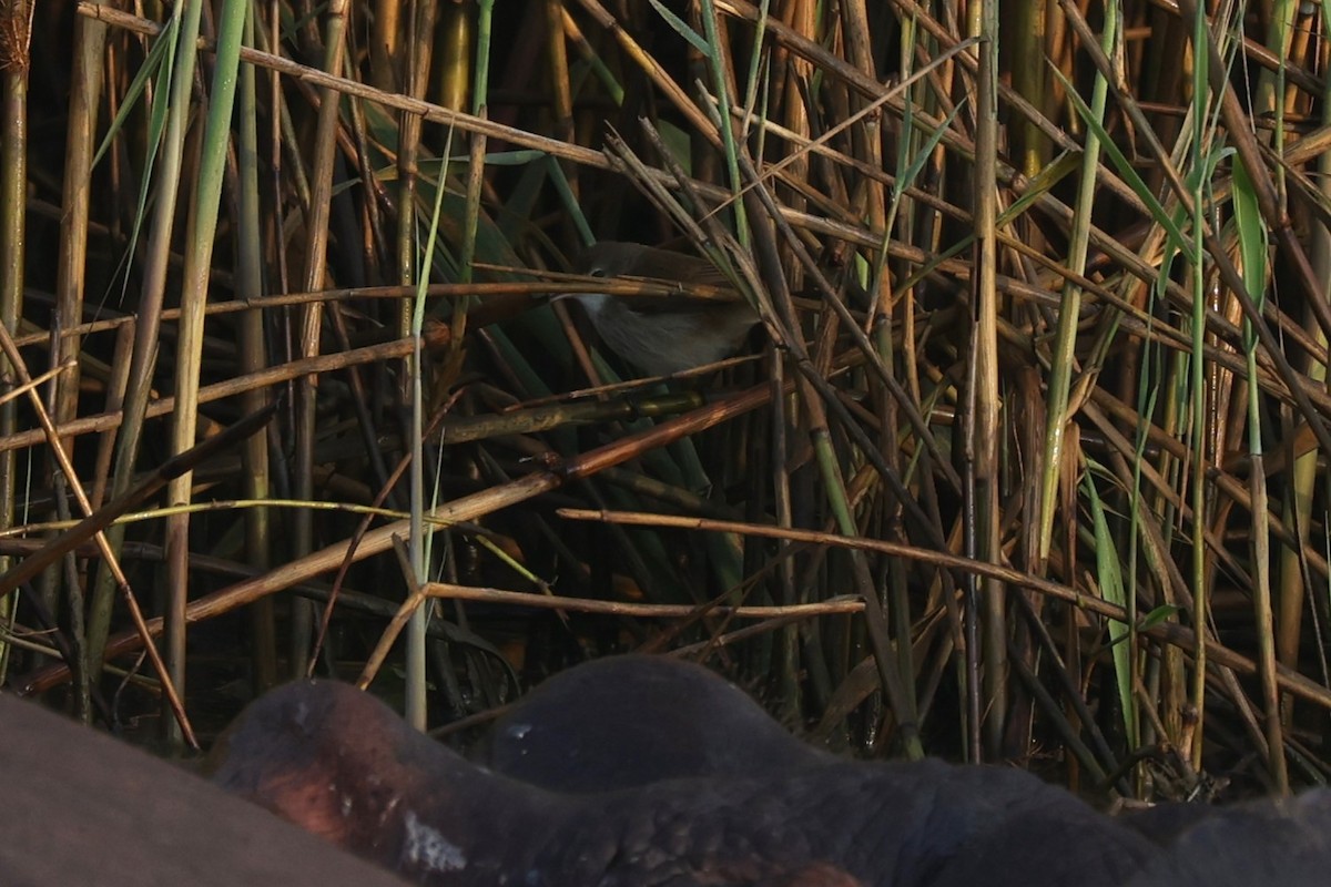 Teichrohrsänger - ML646896644