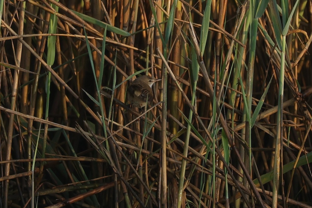 Teichrohrsänger - ML646896645