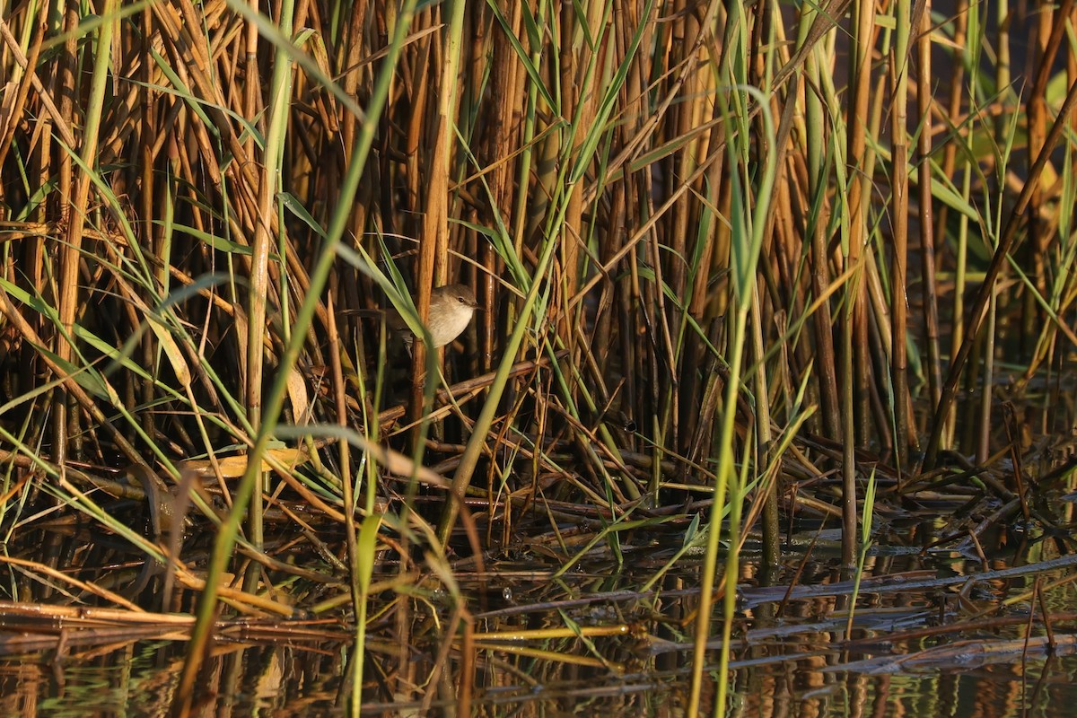 Teichrohrsänger - ML646896646