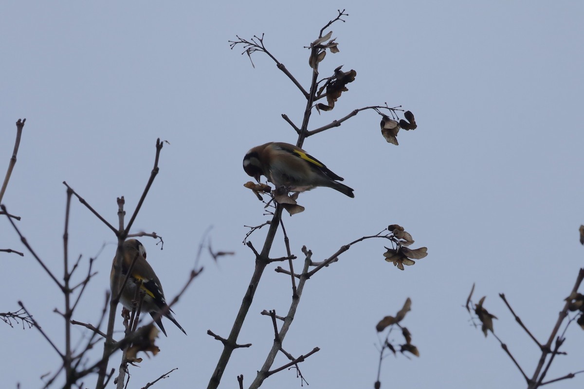 ゴシキヒワ - ML646896647