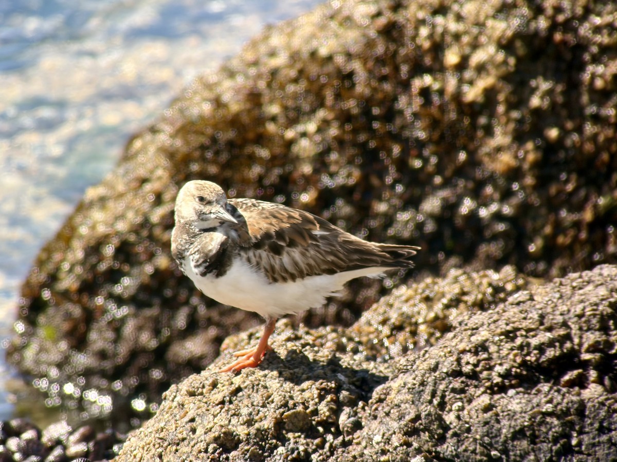 Voltapietre - ML646896649