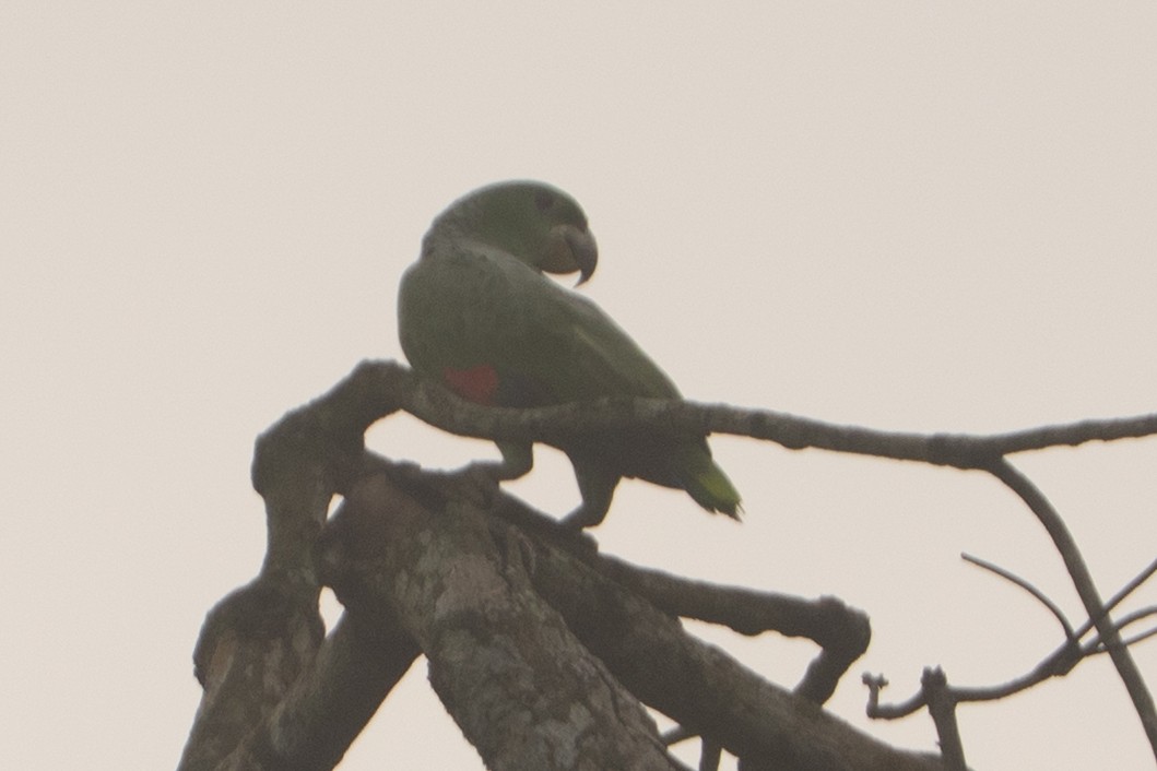 Kawall's Amazon - ML646896659