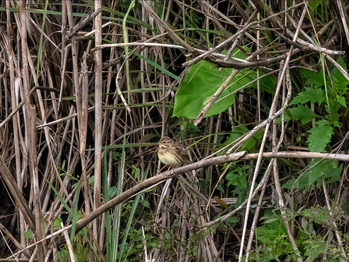 Вівсянка сибірська - ML646896660