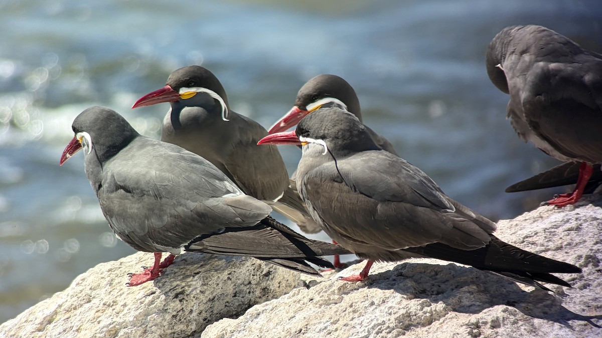 Inca Tern - ML646896662