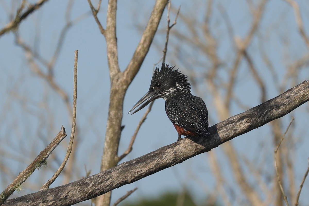 Riesenfischer - ML646896665